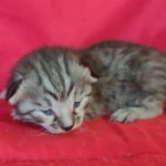 Savannah F-4SBT Silver female DOB 4-10-23