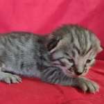 Savannah F-4SBT Silver female DOB 4-10-23