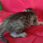 Savannah F-4SBT Silver female DOB 4-10-23