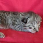 Savannah F-4SBT Silver female DOB 4-10-23