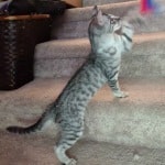 Silver spotted F-4SBT Savannah female