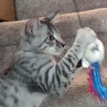 Silver spotted F-4SBT Savannah female