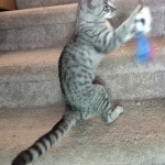 Silver spotted F-4SBT Savannah female