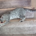 Silver spotted F-4SBT Savannah female