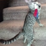 Silver spotted F-4SBT Savannah female