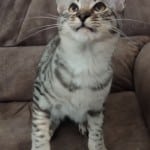 Silver spotted F-4SBT Savannah female