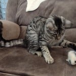 Silver spotted F-4SBT Savannah female