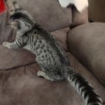 Silver spotted F-4SBT Savannah female