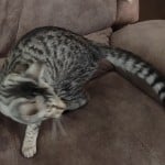 Silver spotted F-4SBT Savannah female