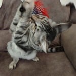 Silver spotted F-4SBT Savannah female