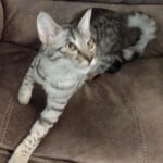 Silver spotted F-4SBT Savannah female