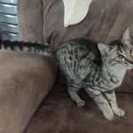 Silver spotted F-4SBT Savannah female