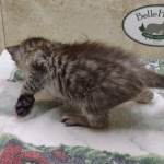 Savannah F-4SBT Silver female DOB 4-10-23