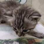 Savannah F-4SBT Silver female DOB 4-10-23