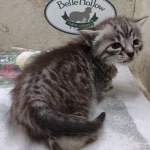 Savannah F-4SBT Silver female DOB 4-10-23