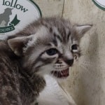 Savannah F-4SBT Silver female DOB 4-10-23