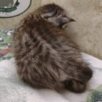 Savannah F-4SBT Silver female DOB 4-10-23