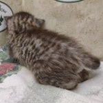 Savannah F-4SBT Silver female DOB 4-10-23