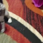 Silver spotted F-4SBT Savannah female