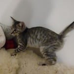 Silver spotted F-4SBT Savannah female