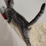 Silver spotted F-4SBT Savannah female