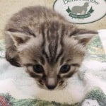 Savannah F-4SBT Silver female DOB 4-10-23