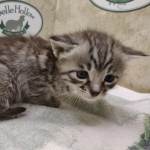 Savannah F-4SBT Silver female DOB 4-10-23