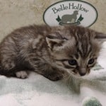 Savannah F-4SBT Silver female DOB 4-10-23