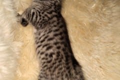 Savannah F-4SBT Smoke/cool BST female DOB 3-25-20