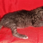 Savannah, F-4SBT, Smoke, Female, DOB 3-25-20