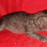 Savannah, F-4SBT, Smoke/charcoal, Female, DOB 3-25-20