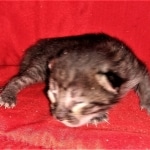 Savannah, F-4SBT, Smoke, Female, DOB 3-25-20