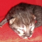 Savannah, F-4SBT, Smoke, Female, DOB 3-25-20