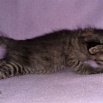 Savannah, F-4SBT, Smoke/charcoal, Female, DOB 3-25-20