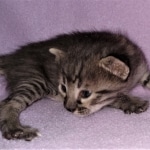 Savannah, F-4SBT, Smoke/charcoal, Female, DOB 3-25-20