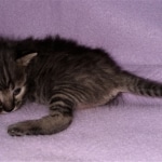 Savannah, F-4SBT, Smoke/charcoal, Female, DOB 3-25-20