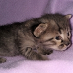 Savannah, F-4SBT, Smoke/charcoal, Female, DOB 3-25-20