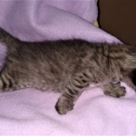 Savannah, F-4SBT, Smoke/charcoal, Female, DOB 3-25-20