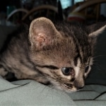 Savannah, F-4SBT, Cool BST, Female, DOB 3-25-20