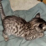 Savannah, F-4SBT, Cool BST, Female, DOB 3-25-20