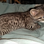 Savannah, F-4SBT, Cool BST, Female, DOB 3-25-20