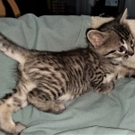 Savannah, F-4SBT, Cool BST, Female, DOB 3-25-20