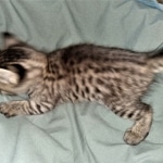 Savannah, F-4SBT, Cool BST, Female, DOB 3-25-20