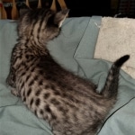 Savannah, F-4SBT, Cool BST, Female, DOB 3-25-20