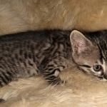 Savannah, F-4SBT, Cool BST, Female, DOB 3-25-20