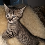 Savannah, F-4SBT, Cool BST, Female, DOB 3-25-20