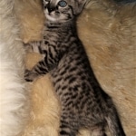 Savannah, F-4SBT, Cool BST, Female, DOB 3-25-20