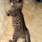 Savannah, F-4SBT, Cool BST, Female, DOB 3-25-20