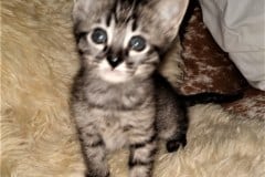 Savannah F-4SBT Cool Brown Spotted male DOB 3-25-20