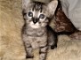 Savannah F-4SBT Cool Brown Spotted male DOB 3-25-20